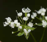 Sweet cicely <BR>Anise-root <BR>longstyle sweetroot